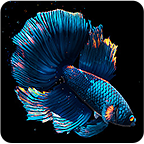 斗魚動態壁紙