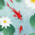魚戲荷塘紅包版