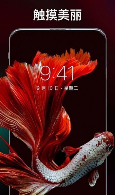 靈貓主題壁紙0