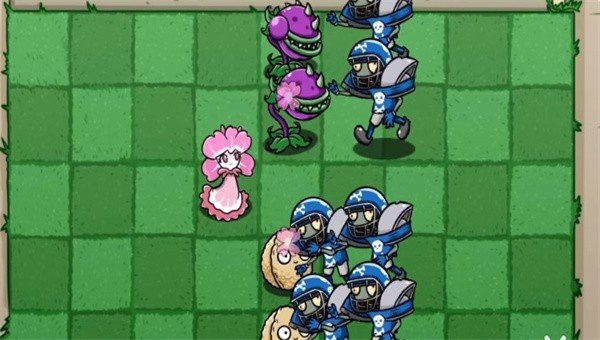 pvzbt美人櫻版