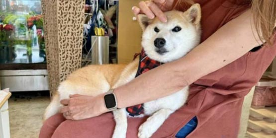 Doge主人新養柴犬Neiro霸占各公鏈Meme幣榜！貓妹妹同名幣GINNAN暴漲