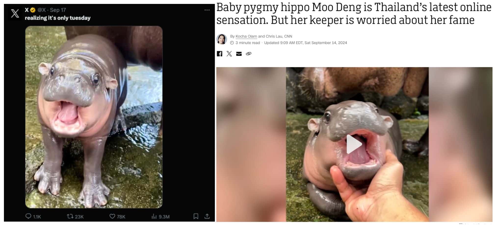 「網(wǎng)紅動物Meme潮」來襲，河馬MooDeng十天漲百倍