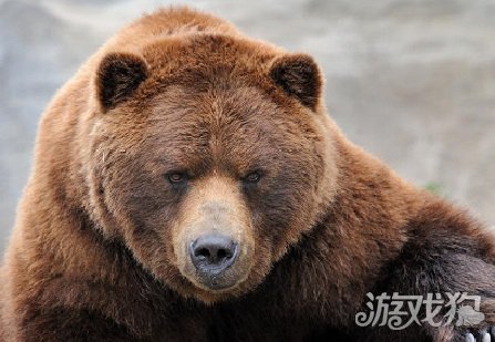馴熊師的玩法介紹(狼人殺遇到狼會(huì)咆哮)