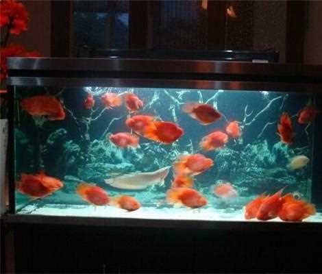 魚食喂太多魚缸里養的金魚容易香消玉殞主要是因為_魚食喂太多攻略