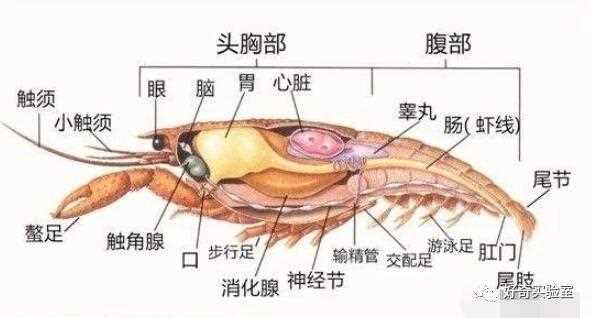 小龍蝦的心臟在哪里 螞蟻莊園小龍蝦心臟位置_小龍蝦的心臟在哪里攻略