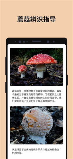 蘑菇識別掃一掃4