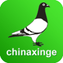 中國信鴿信息網