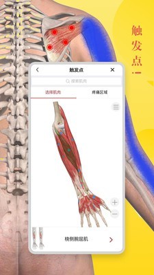 3d人體解剖學2