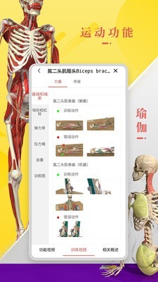 3d人體解剖學0