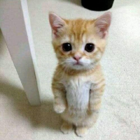 ELGATO幣/EL GATO