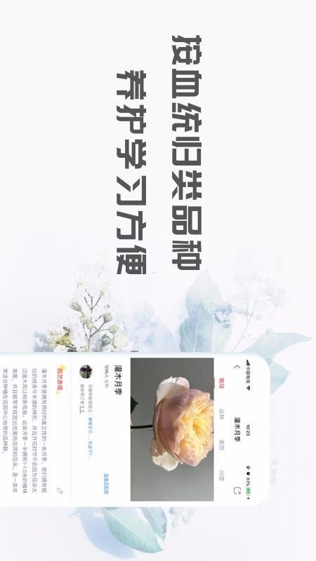 花信3
