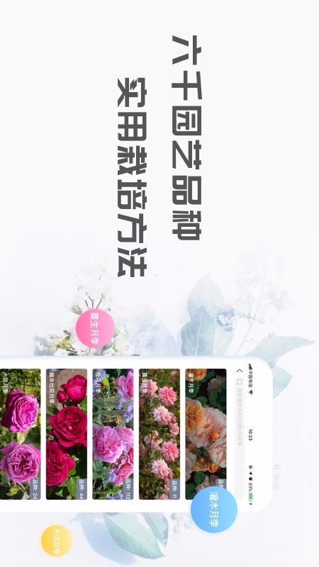 花信2