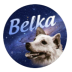 BLK幣|Belka