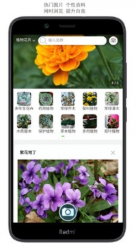 拍照識花0